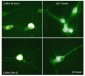 Anti-Cofilin 1 (N-terminus) Antibody
